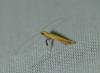 Caloptilia rufipennella